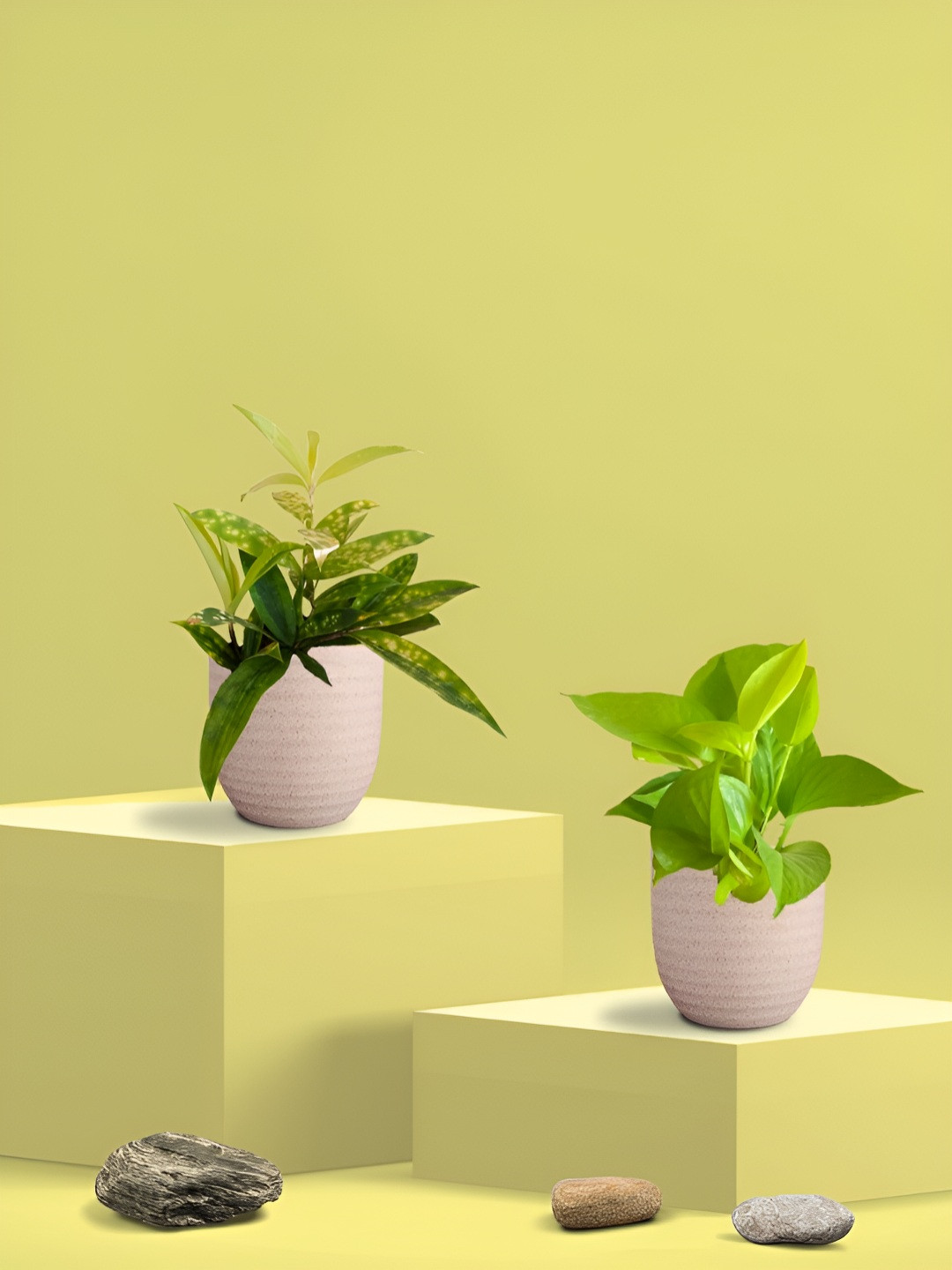 Greenkin Green & Cream Coloured 2 Pieces Indoor Money & Bamboo Live Plant With Eco Pot
