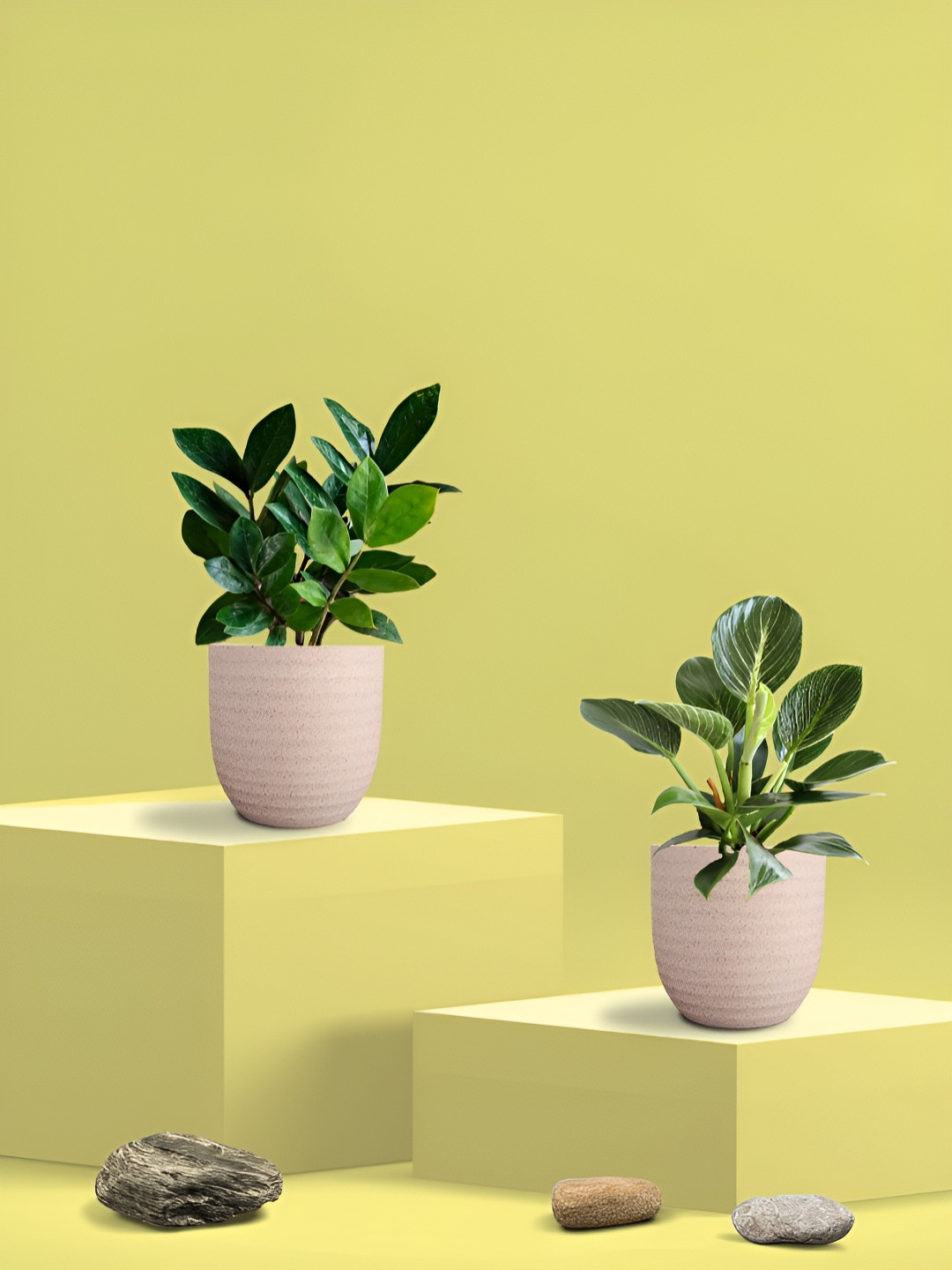 Greenkin Green & Cream Coloured 2 Pieces Indoor Zamia & Birkin Live Plant With Eco Pot