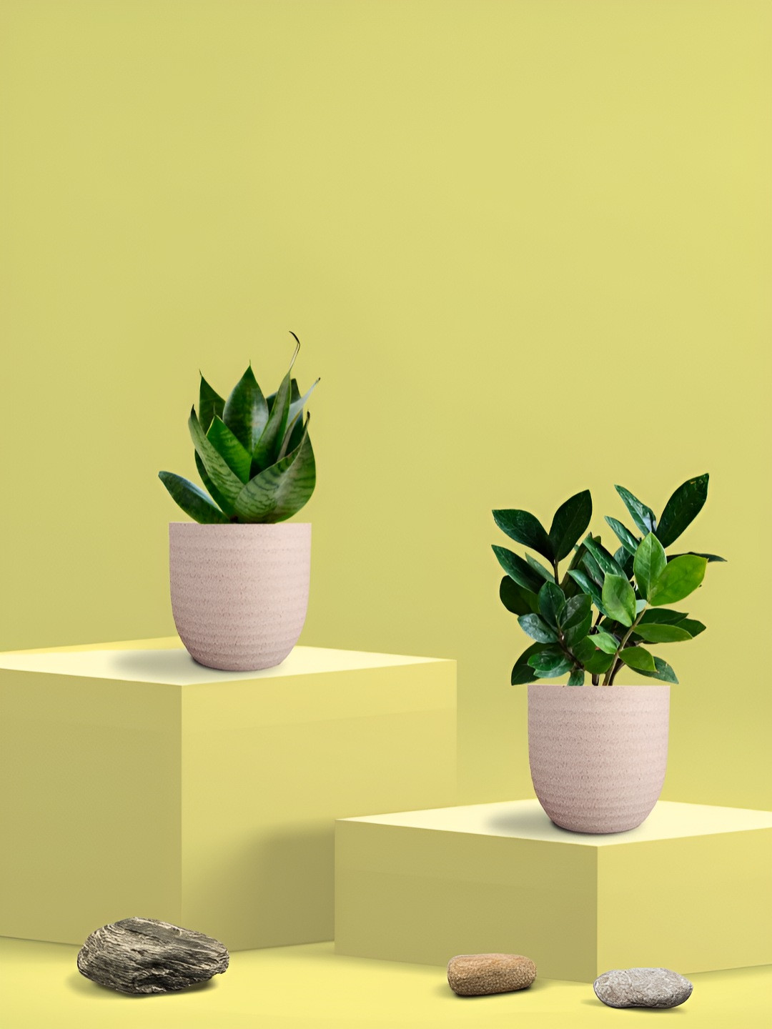 Greenkin Green & Cream Coloured 2 Pieces Indoor Snake & Zamia Live Plant With Eco Pot