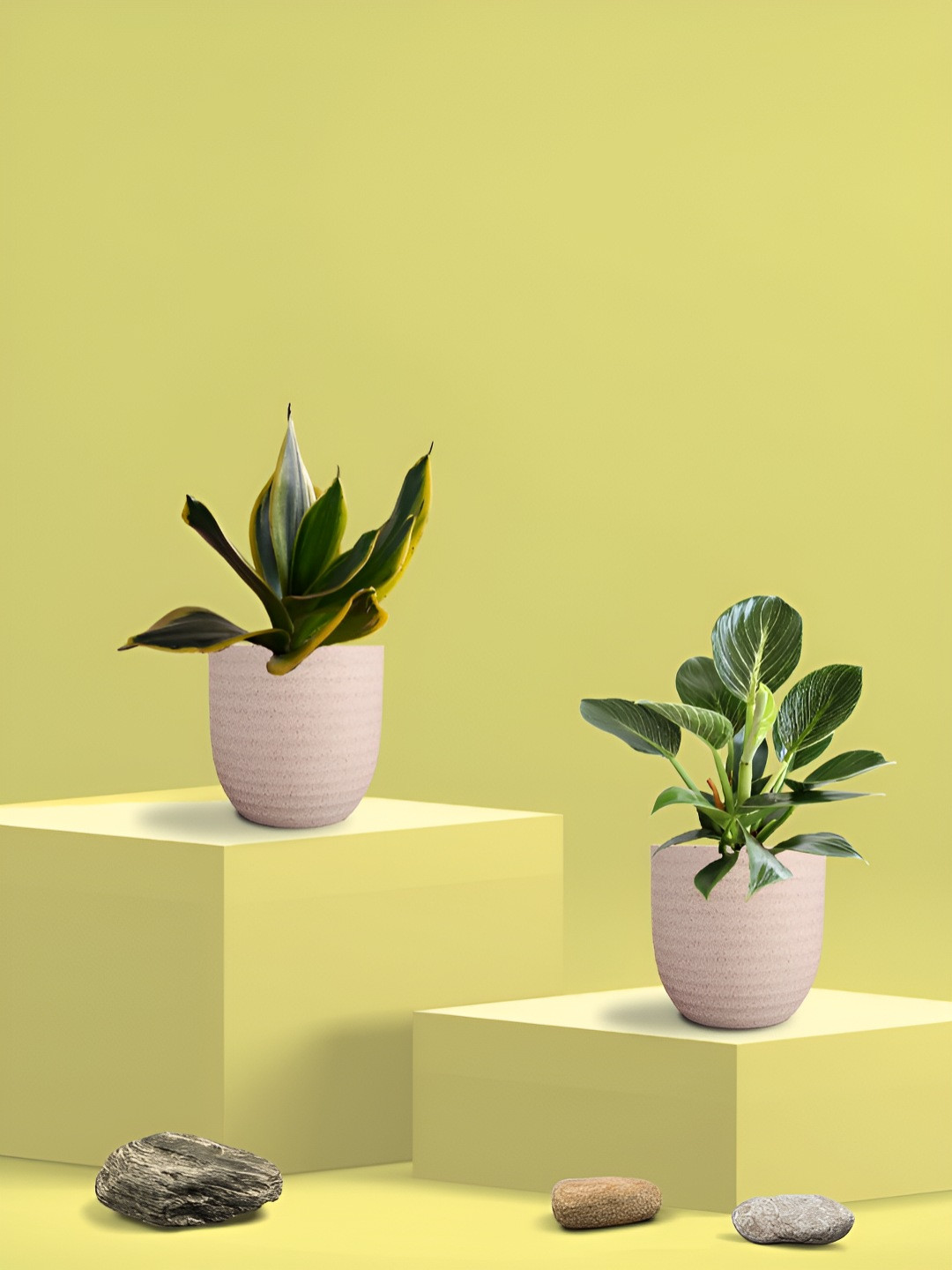 Greenkin Green & Cream Coloured 2 Pieces Indoor Snake & Birkin Live Plant With Eco Pot