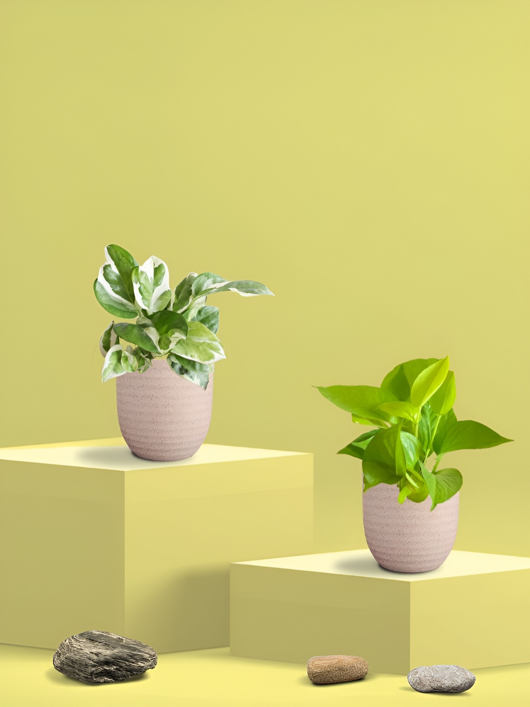 Greenkin Green & Cream Coloured 2 Pieces Indoor Njoy Money Live Plant With Eco Pot - 22 cm
