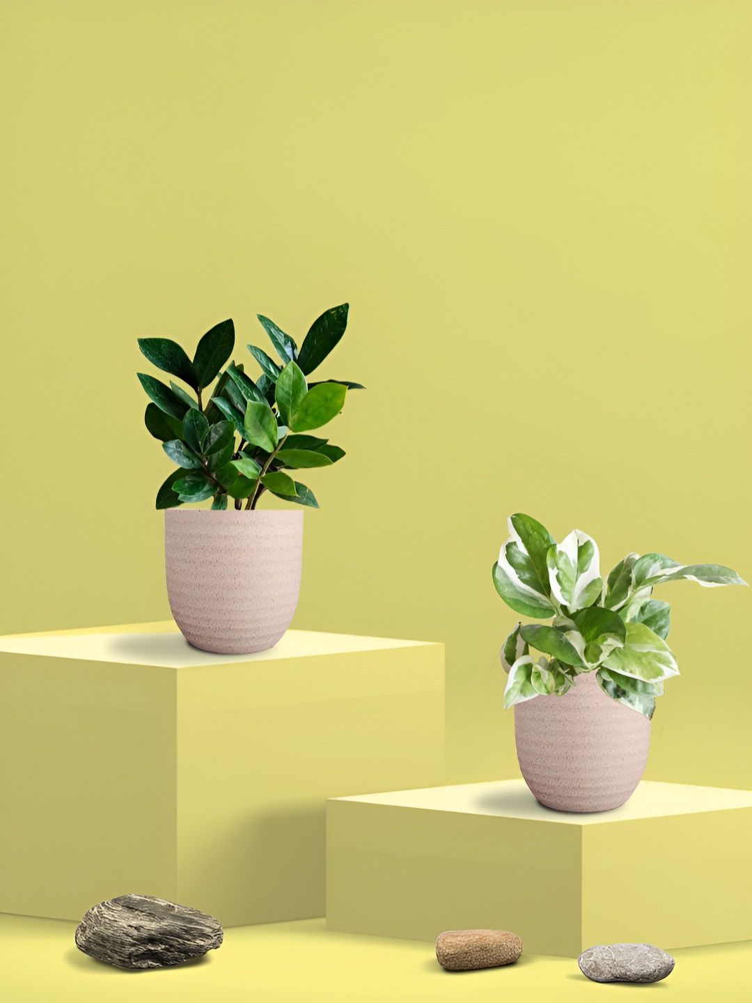 Greenkin Green & Cream Coloured 2 Pieces Indoor  Njoy Money & ZZ Live Plant With Eco Pot