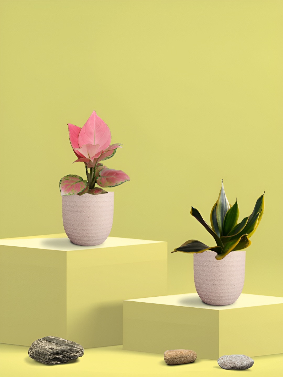 Greenkin Green & Pink 2 Pieces Indoor Snake & Aglaonema Live Plant With Eco Pot - 22 cm