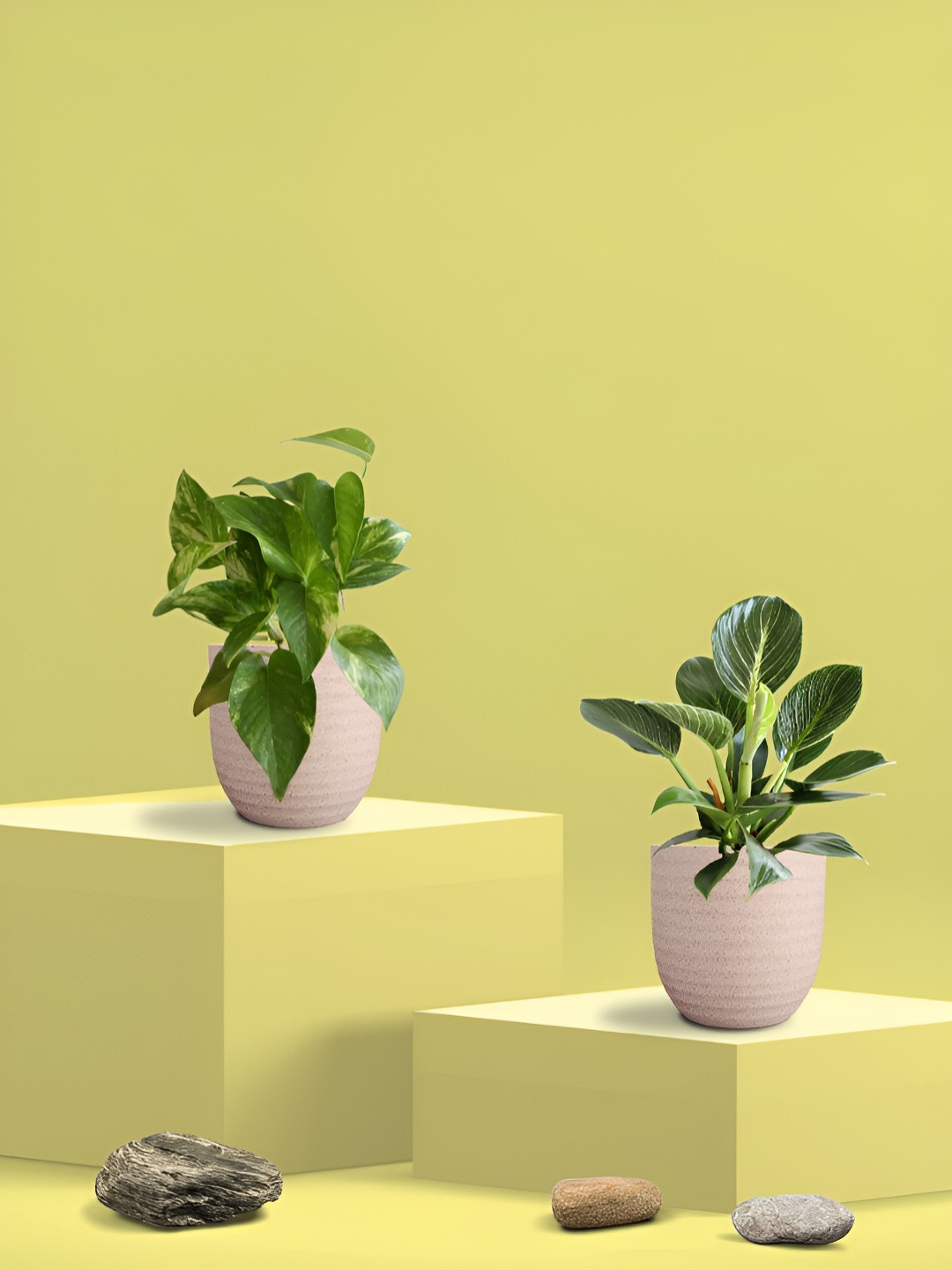 Greenkin Green & Cream Coloured 2 Pieces Indoor  King & Birkin Live Plant With Eco Pot