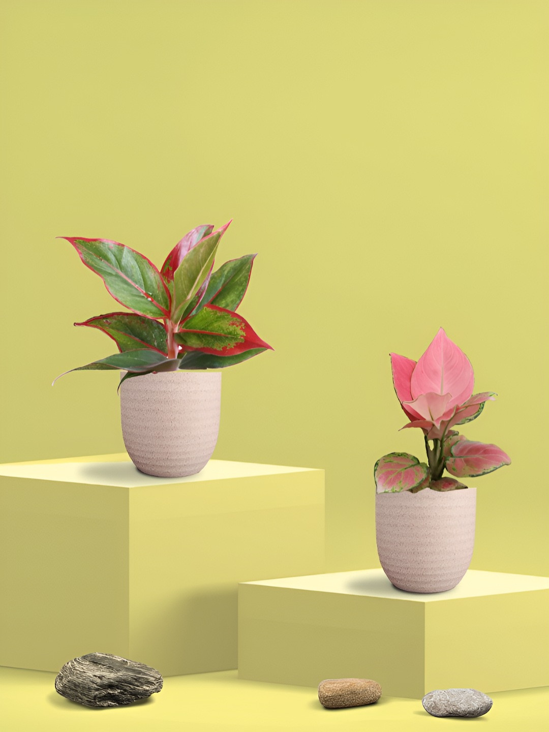 Greenkin Green & Pink 2 Pieces Indoor Aglaonema & Lipstick Live Plant With Eco Pot - 22 cm