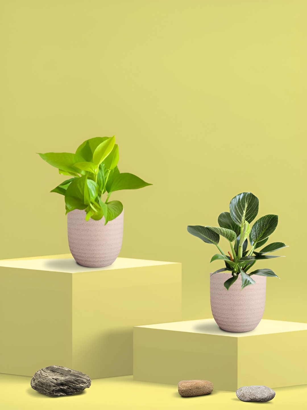 Greenkin Green & Cream Coloured 2 Pieces Indoor Money & Birkin Live Plant With Eco Pot