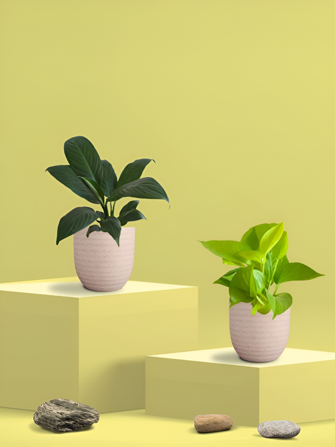 Greenkin Green & Cream Coloured 2 Pieces Money Plant & Peace Lily Live Plant With Eco Pot