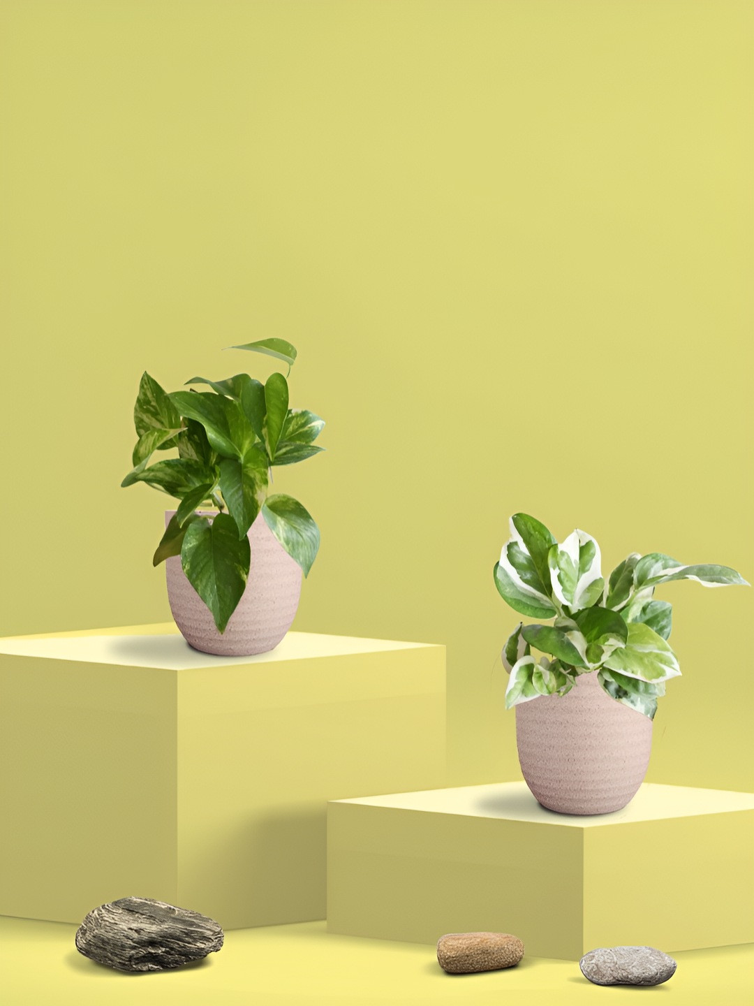 Greenkin Green & Cream Coloured 2 Pieces Indoor  King & Njoy Money Live Plant With Eco Pot