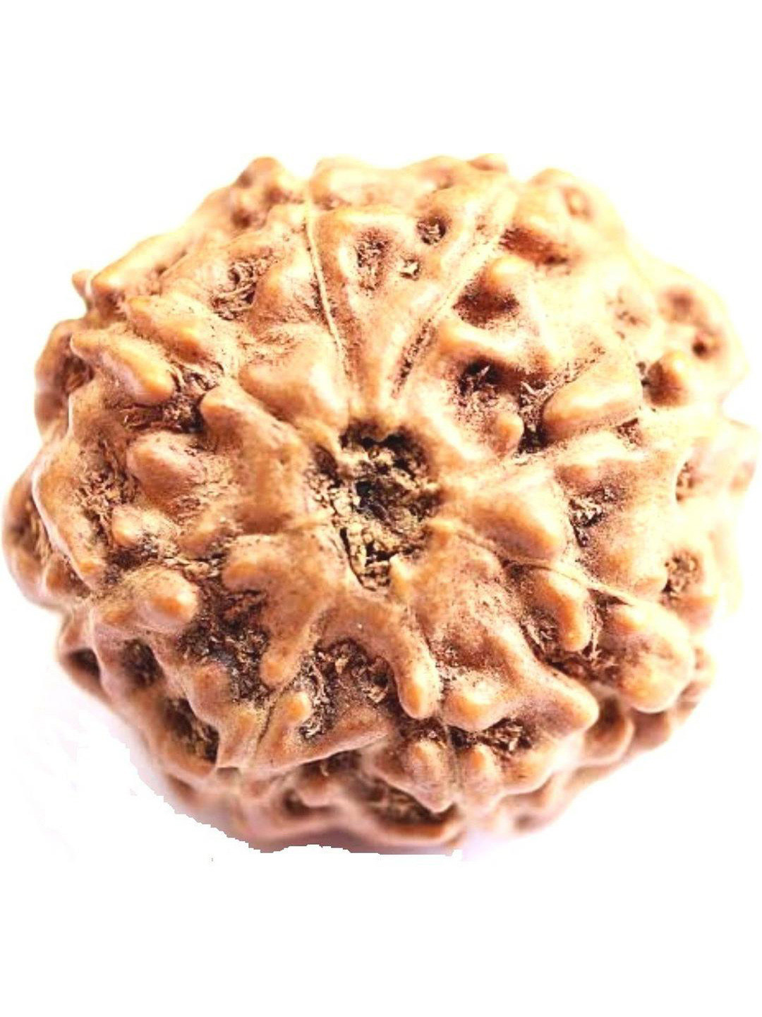 AURRA STORES 8 Mukhi Rudraksha Pendants