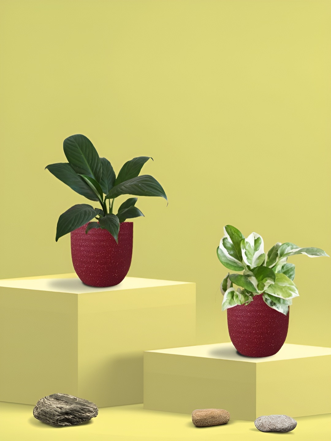 Greenkin 2Pcs Indoor Air Purifying Njoy Money & Peace-Lily Live Plant With Eco Pot - 22cm