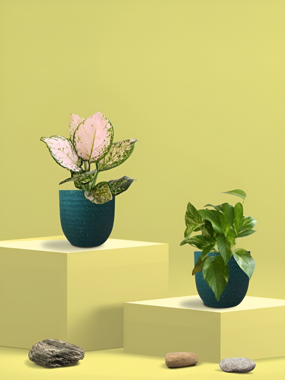 Greenkin 2Pcs Indoor Air Purifying King & Wishes Live Plant With Eco Pot - 22 cm