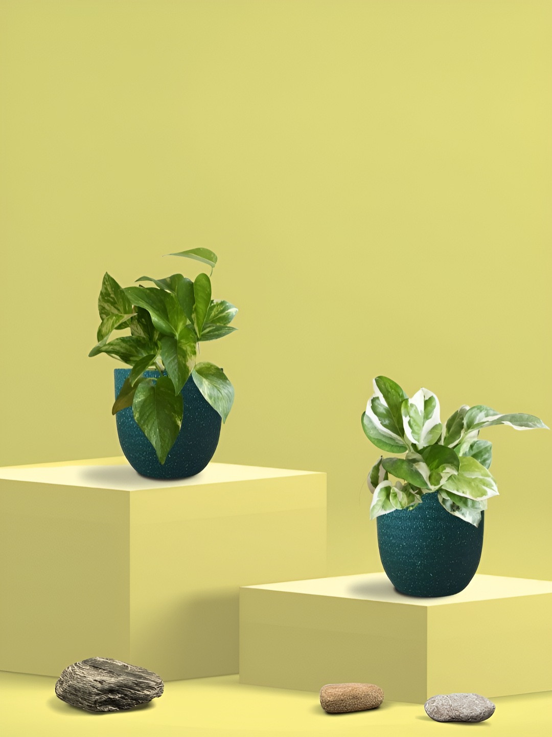 Greenkin 2Pcs Indoor Air Purifying King & Njoy Money Live Plant With Eco Pot - 22 cm