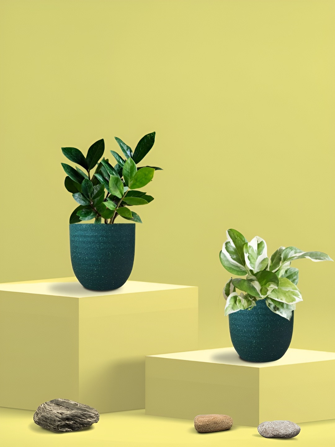 Greenkin 2Pcs Indoor Air Purifying Njoy Money & ZZ Live Plant With Eco Pot