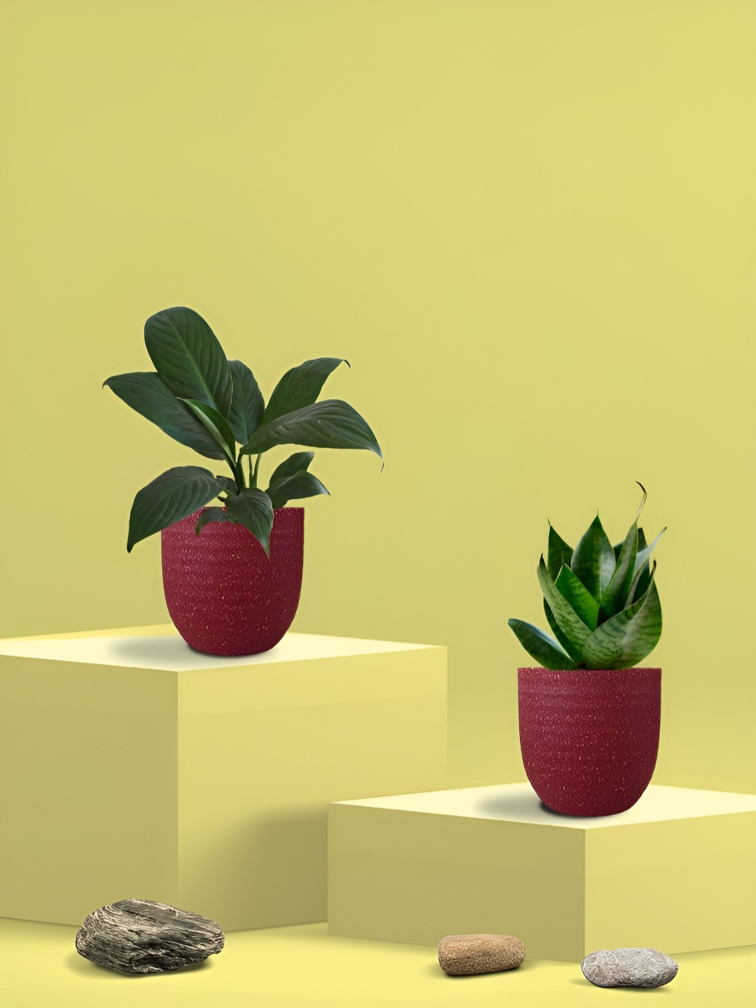 Greenkin 2Pcs Indoor Air Purifying Snake & Peace Lily Live Plant With Eco Pot - 22 cm