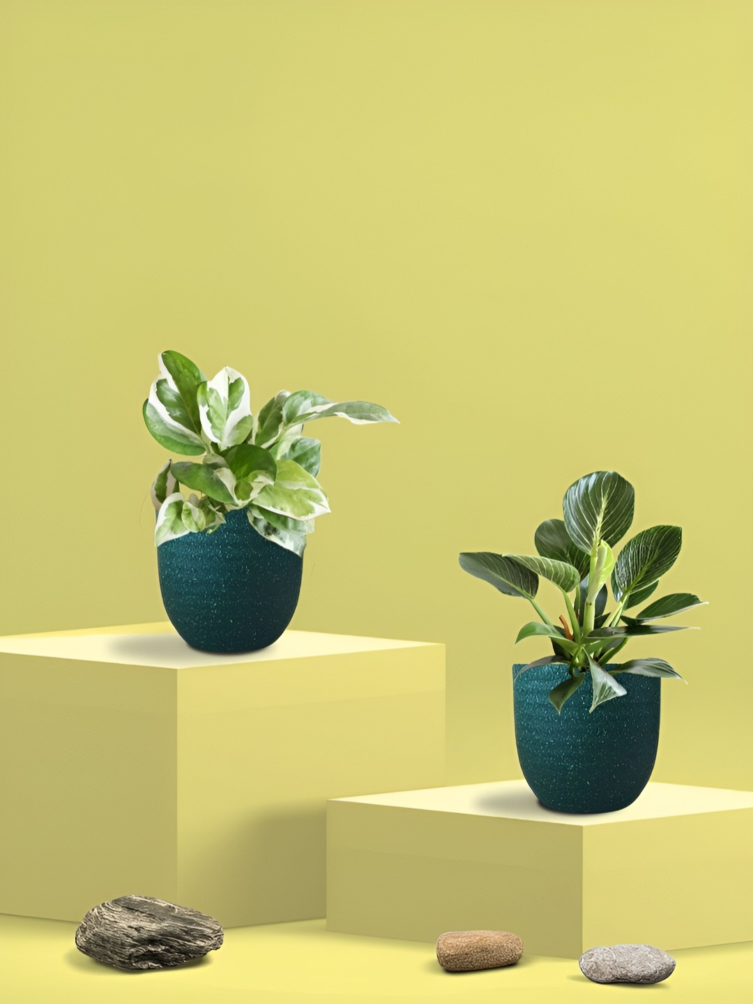 Greenkin 2Pcs Indoor Air Purifying Njoy Money & Philodendron Live Plant With Eco Pot