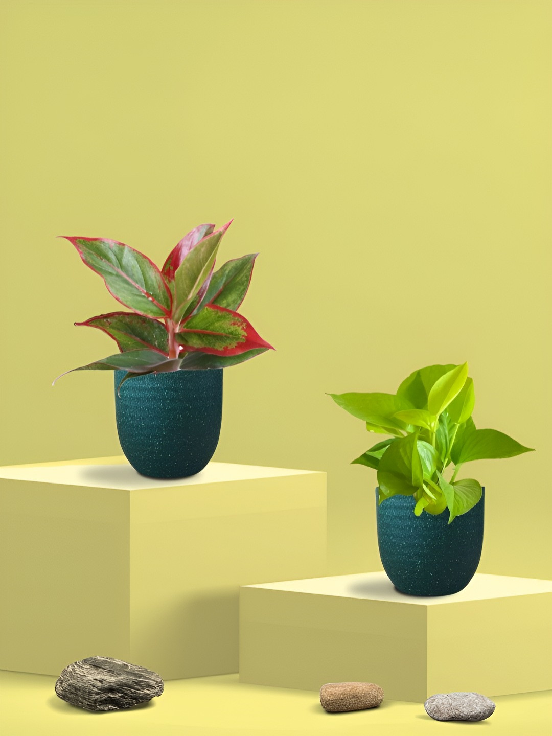 Greenkin 2Pcs Indoor Air Purifying Money & Lipstick Live Plant With Eco Pot - 22 cm