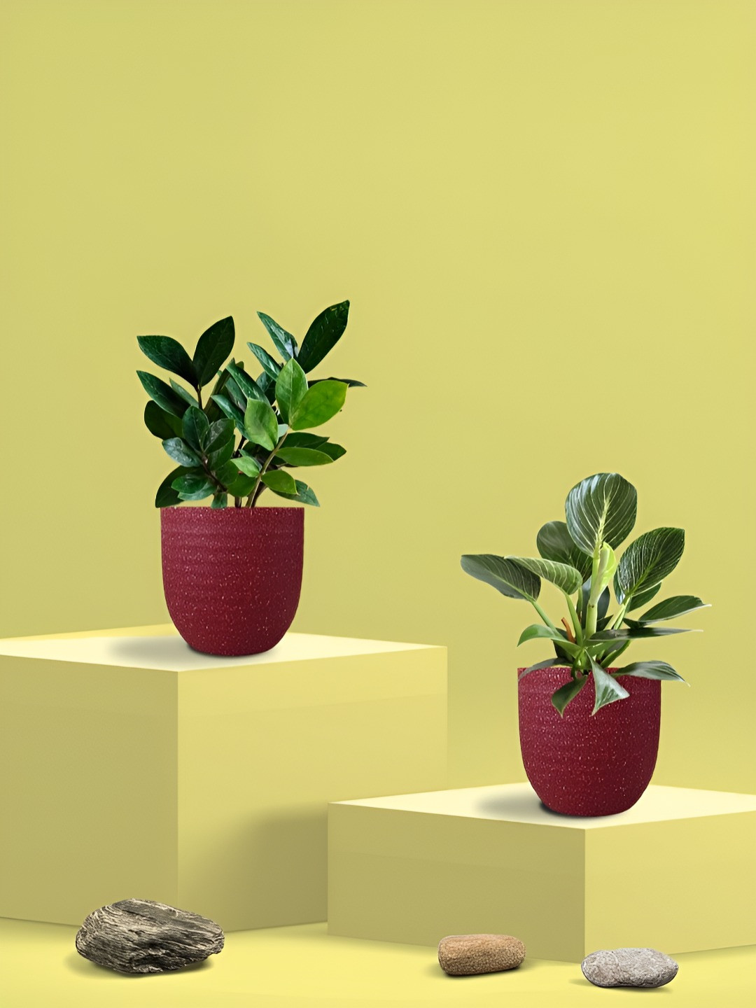 Greenkin 2Pcs Indoor Air Purifying Zamia & Birkin Live Plant With Eco Pot - 22 cm