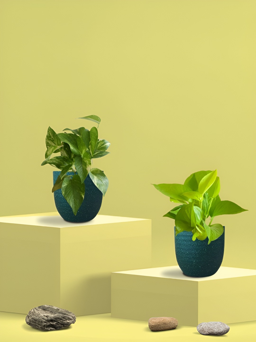 Greenkin 2Pcs Indoor Air Purifying King Money Live Plant With Eco Pot