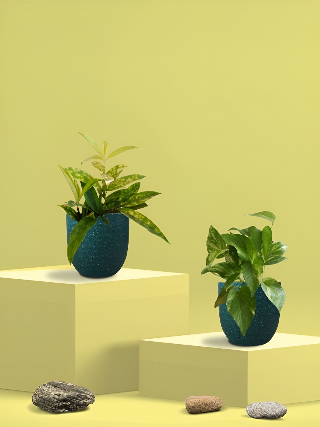 Greenkin 2Pcs Indoor Air Purifying King & Bamboo Dust Live Plant With Eco Pot