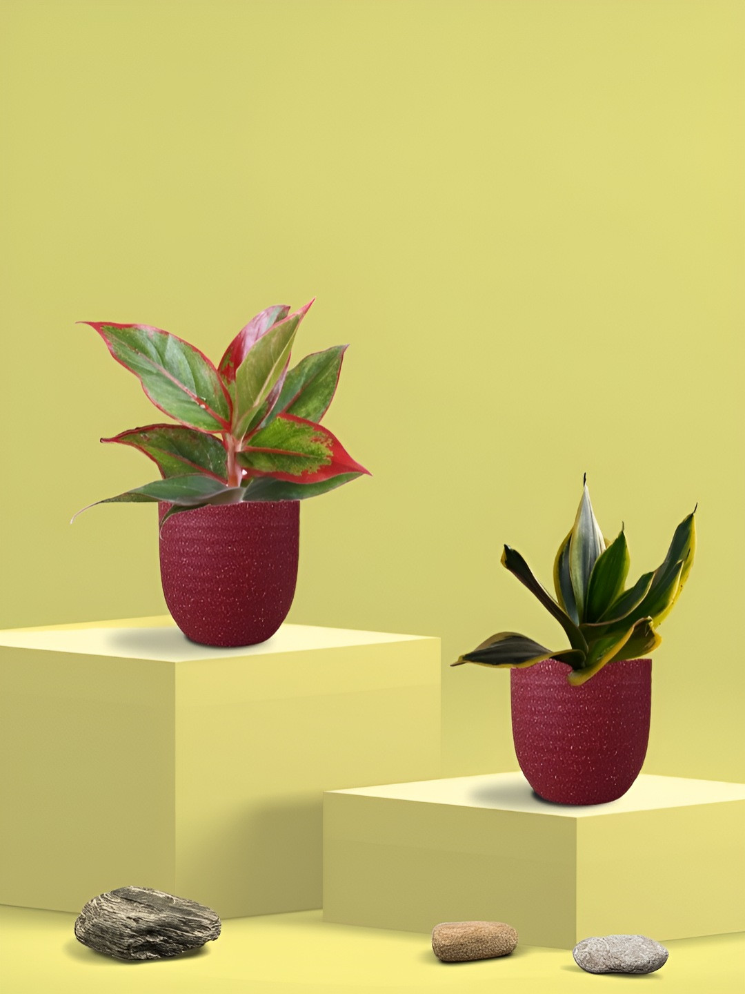 Greenkin 2Pcs Indoor Air Purifying Snake & Lipstick Live Plant With Eco Pot - 22 cm