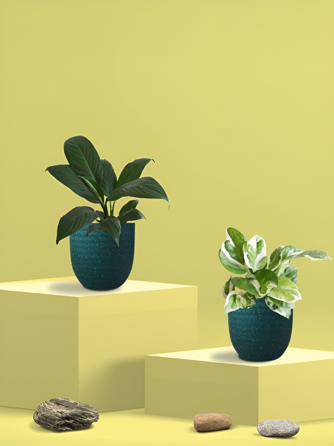 Greenkin 2Pcs Indoor Air Purifying Njoy Money & Peace-Lily Live Plant With Eco Pot - 22cm
