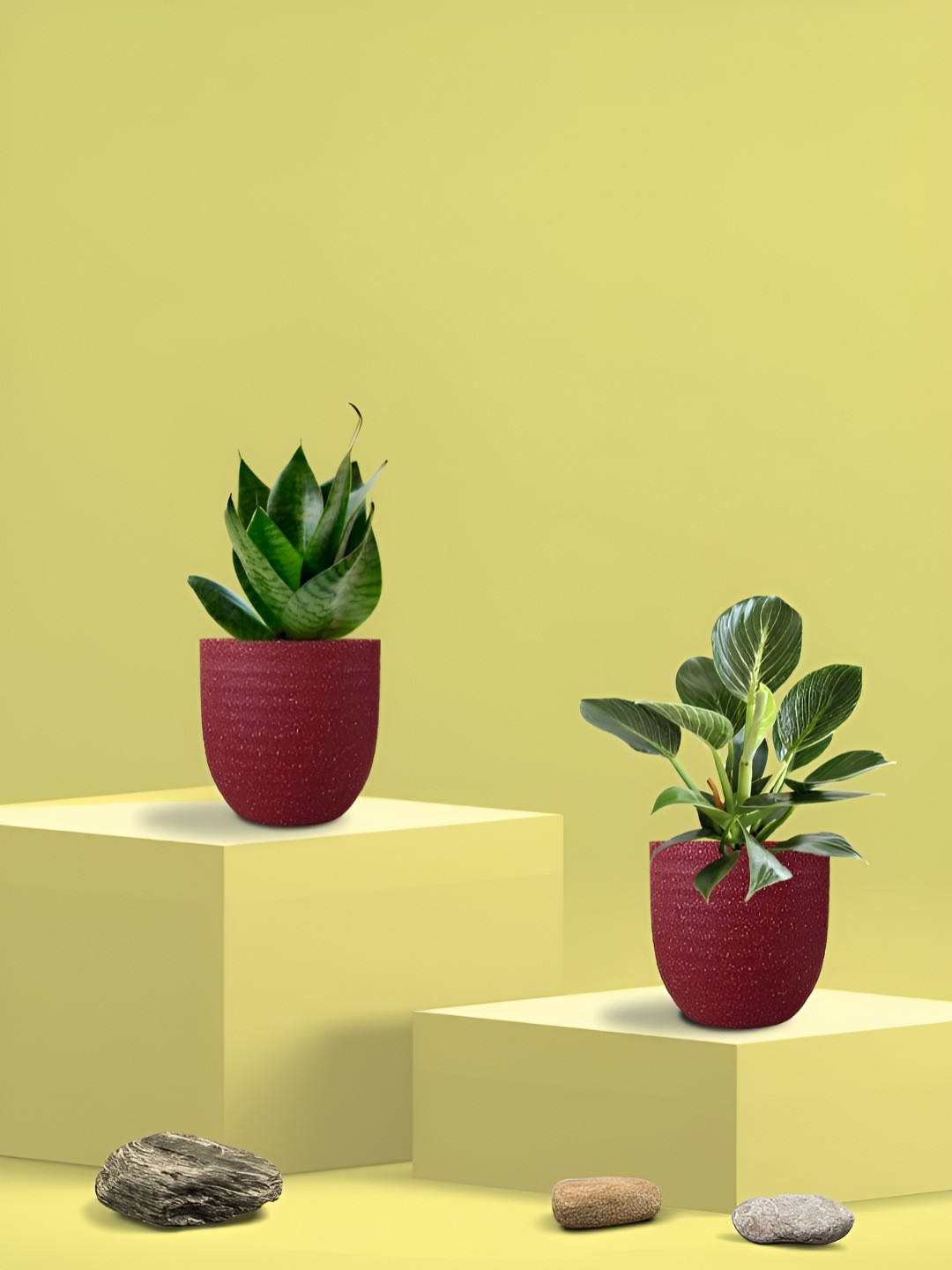 Greenkin 2-Pcs Green Indoor Snake Plant & Birkin Plant With Eco Pot-9 Inches