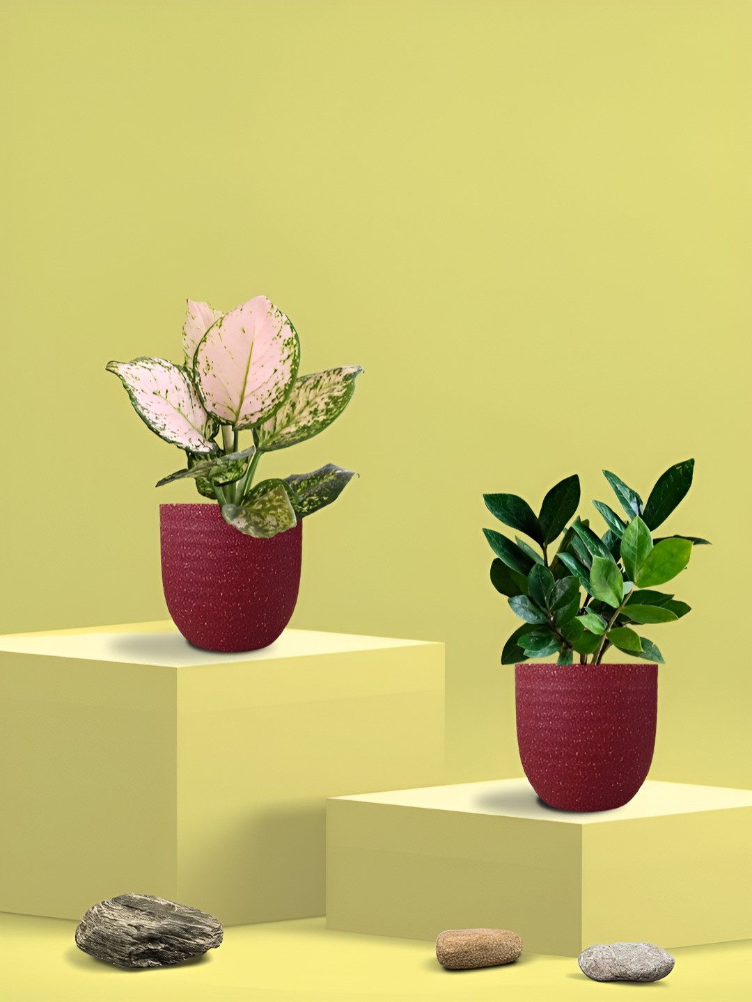 Greenkin 2Pcs Indoor Air Purifying Zamia & Aglaonema Live Plant With Eco Pot - 22 cm