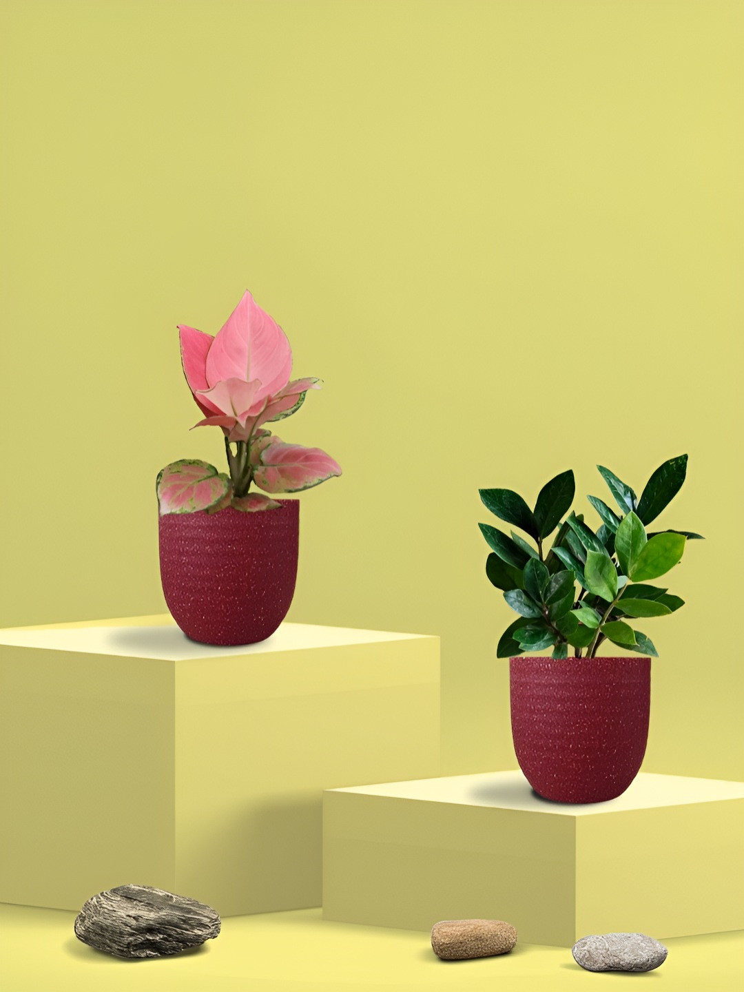 Greenkin 2Pcs Indoor Air Purifying ZZ & Aglaonema Live Plant With Eco Pot - 22 cm