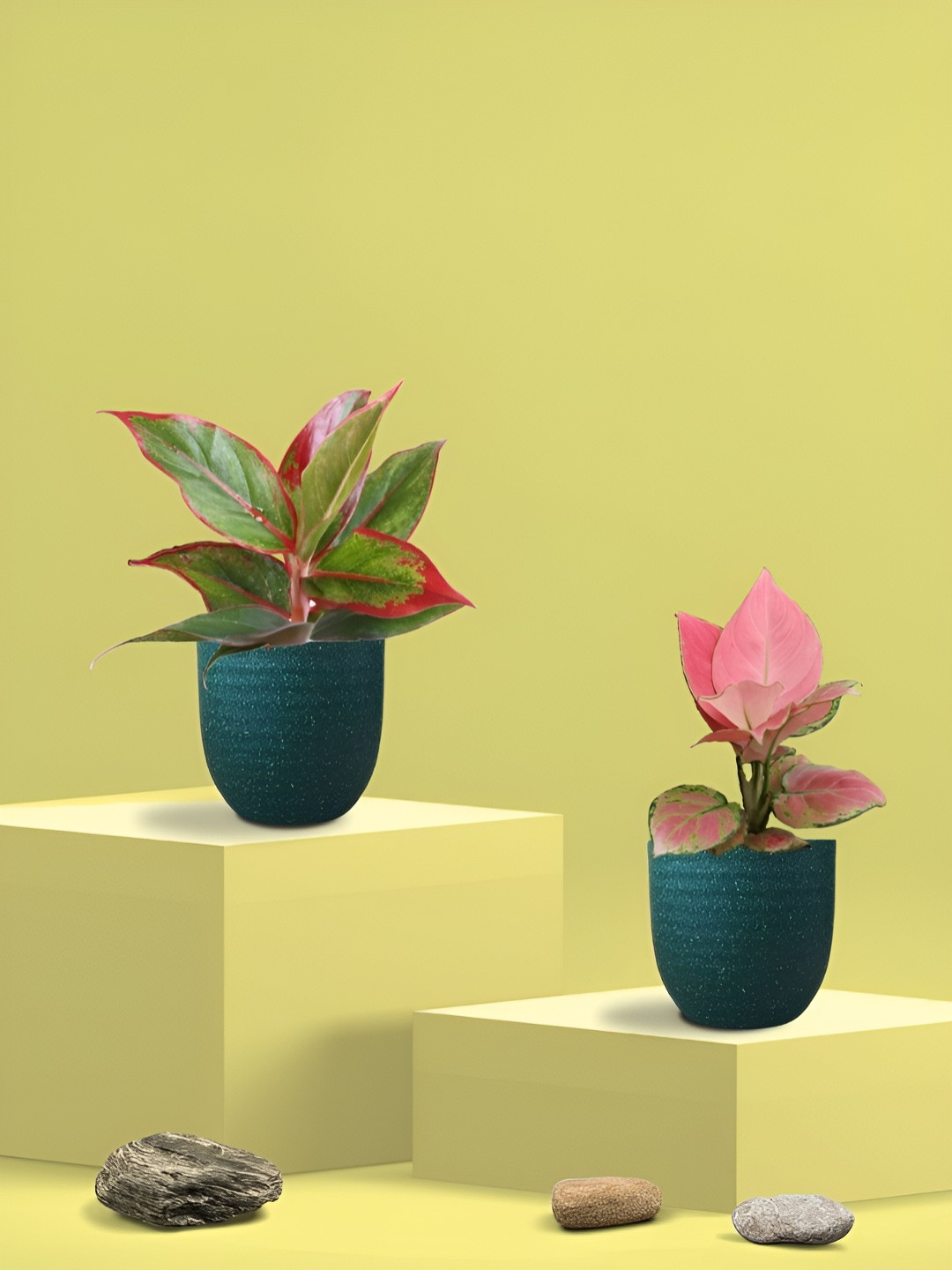 Greenkin 2Pcs Indoor Air Purifying Aglaonema & Lipstick Live Plant With Eco Pot