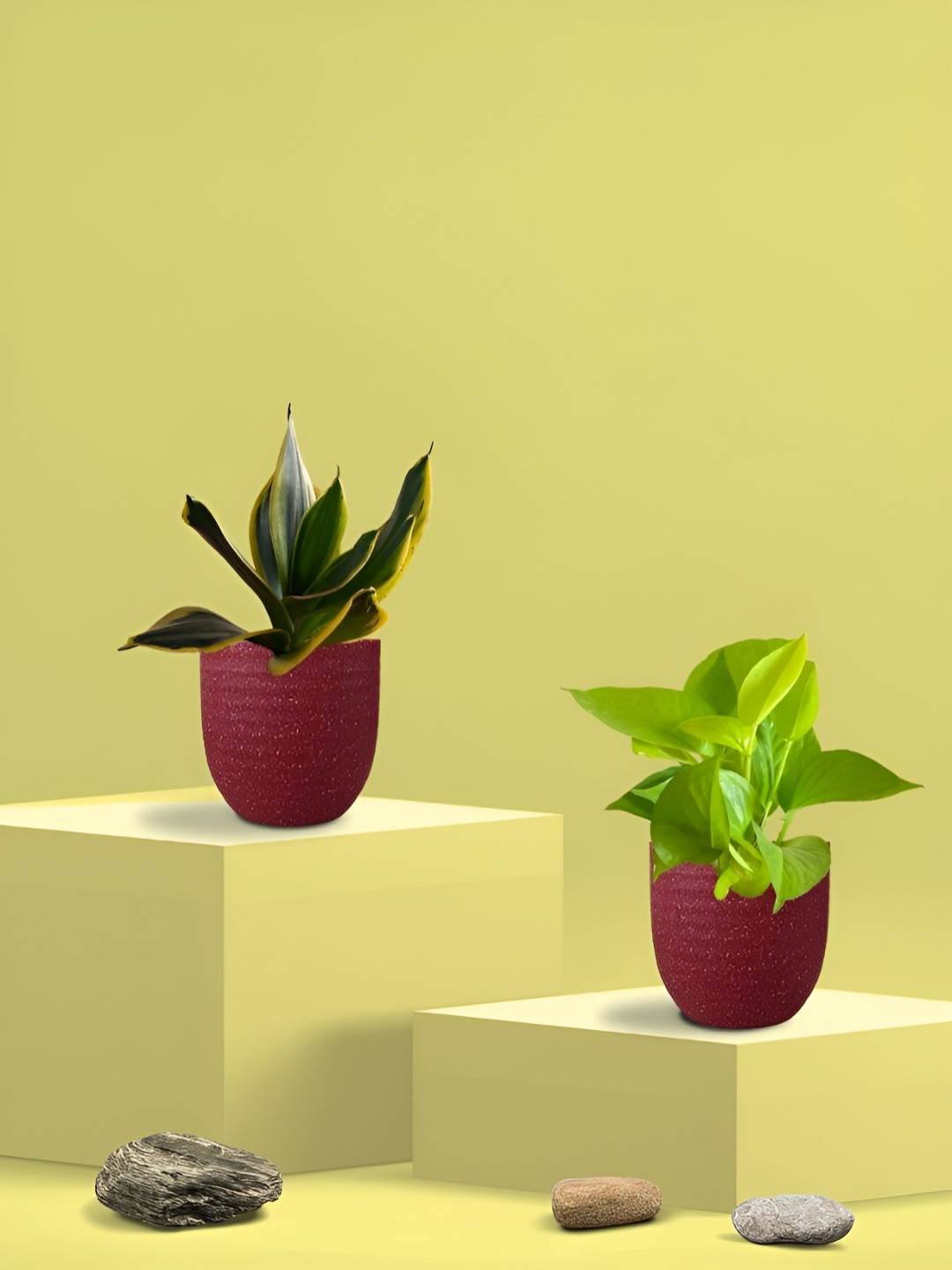 Greenkin 2Pcs Indoor Air Purifying Snake & Pothos Live Plant With Eco Pot - 22 cm