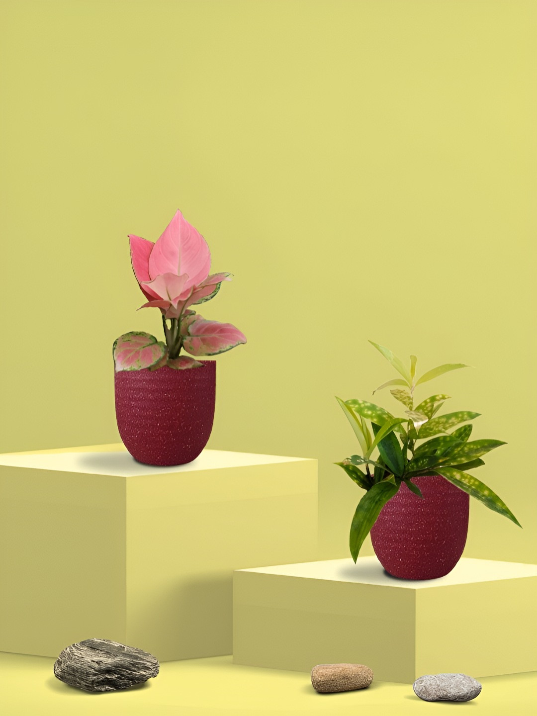 Greenkin 2Pcs Indoor Air Purifying Bamboo Live Plant With Eco Pot - 22 cm
