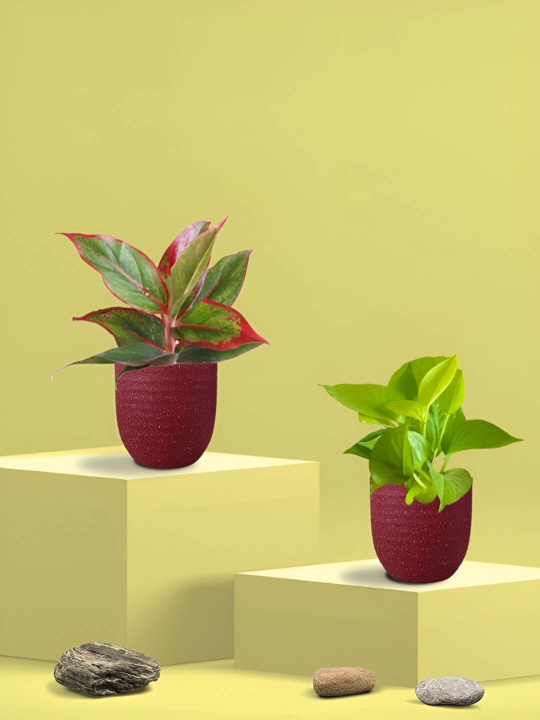 Greenkin 2Pcs Indoor Air Purifying Money & Lipstick Live Plant With Eco Pot - 22 cm