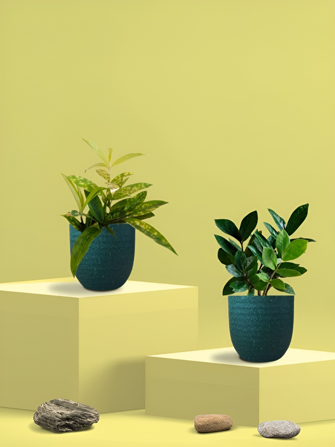 Greenkin 2Pcs Indoor Air Purifying ZZ & Bamboo Dust Live Plant With Eco Pot