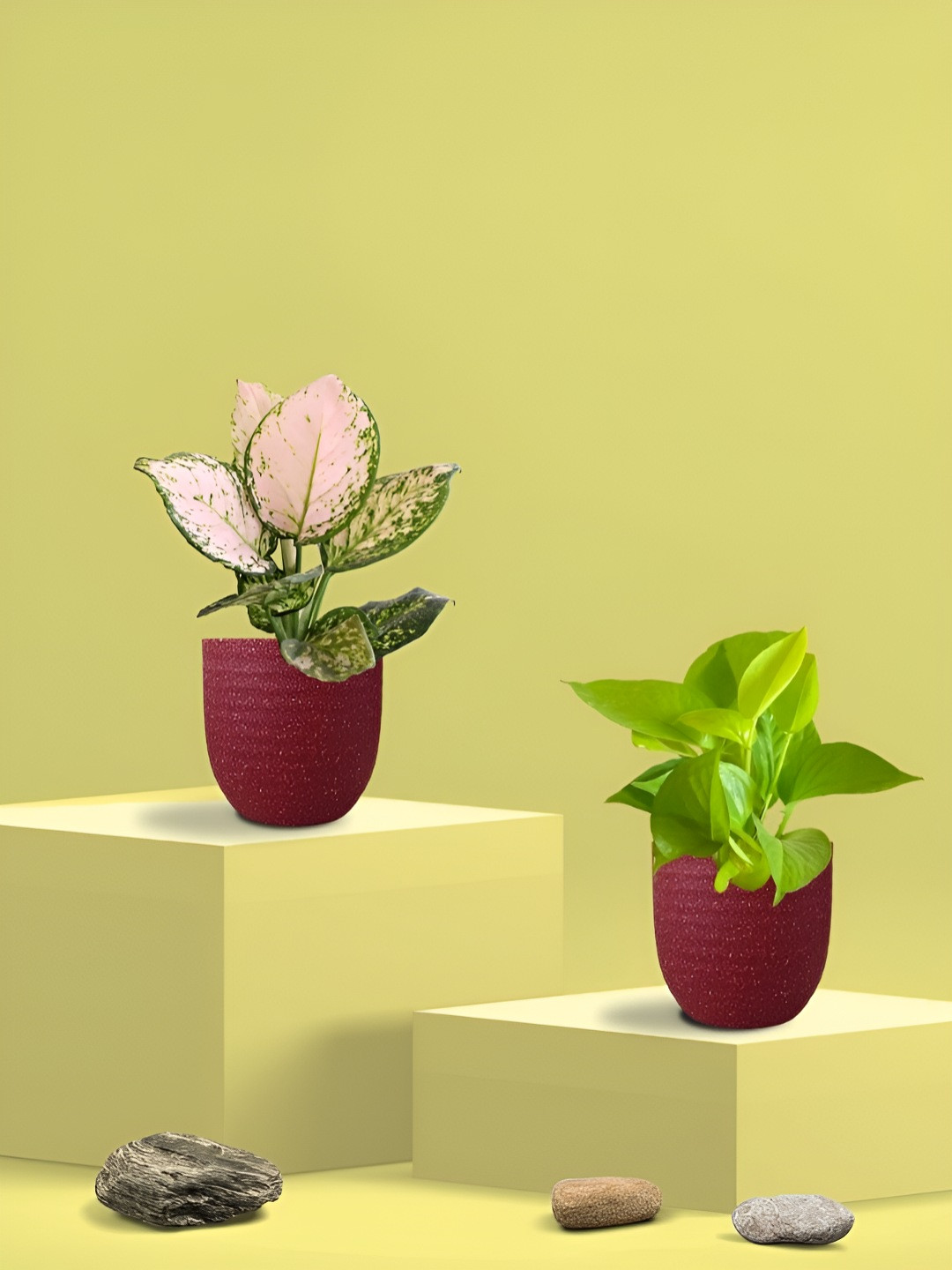 Greenkin 2Pcs Indoor Air Purifying Money Plant & Aglaonema Live Plant With Eco Pot - 22cm