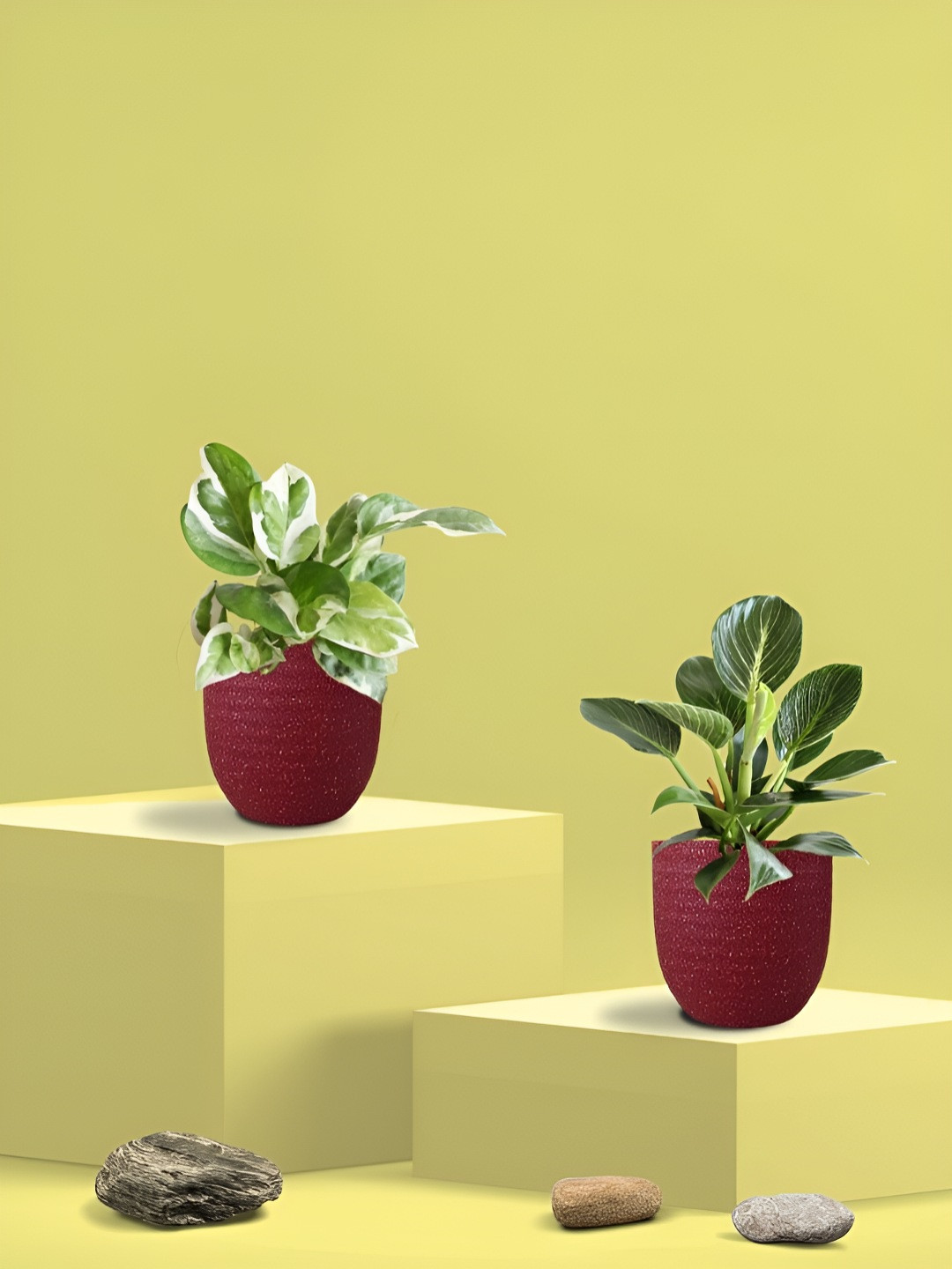 Greenkin 2Pcs Indoor Air Purifying Njoy Money & Philodendron Live Plant With Eco Pot