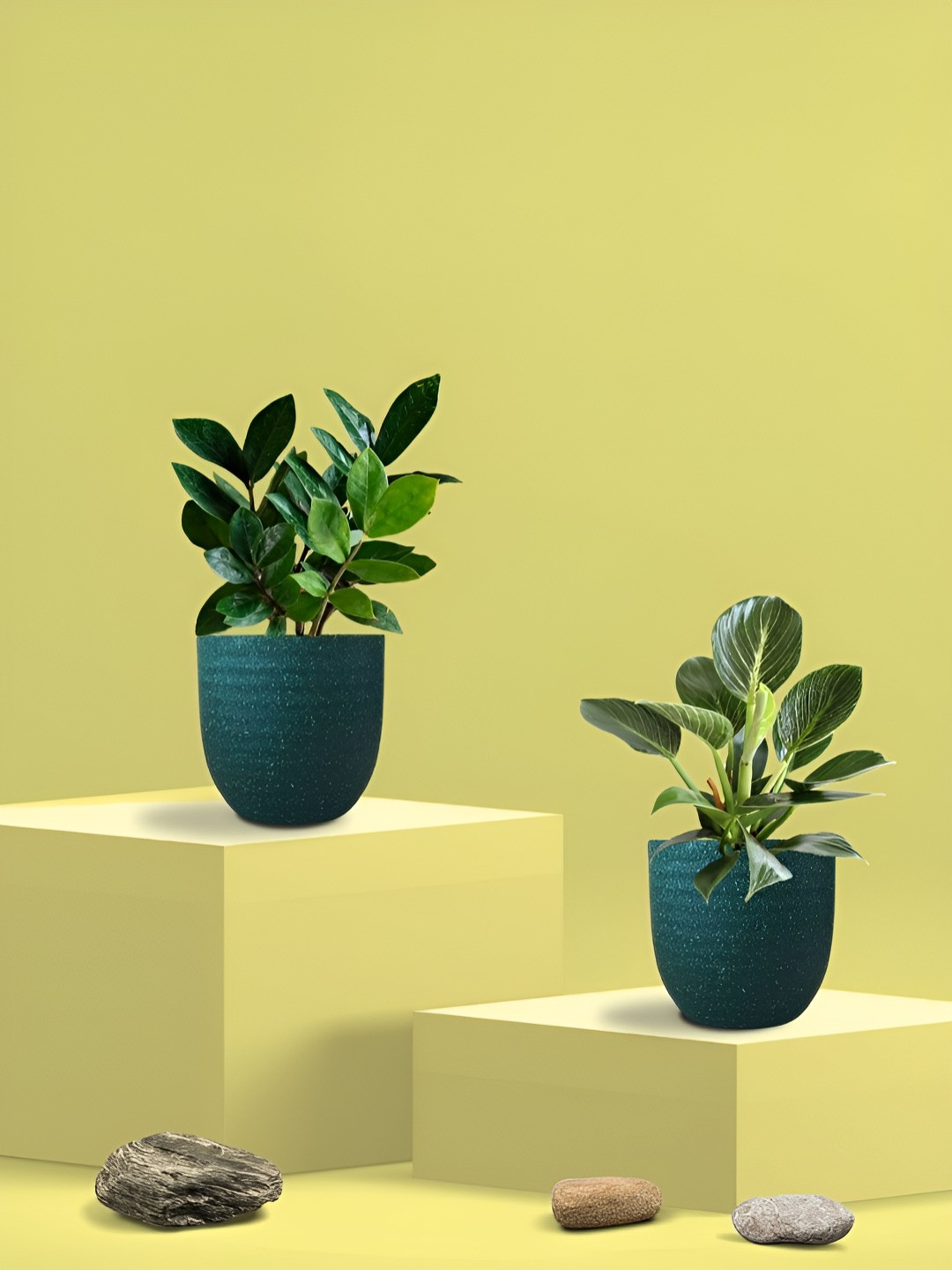 Greenkin 2Pcs Indoor Air Purifying Zamia & Birkin Live Plant With Eco Pot