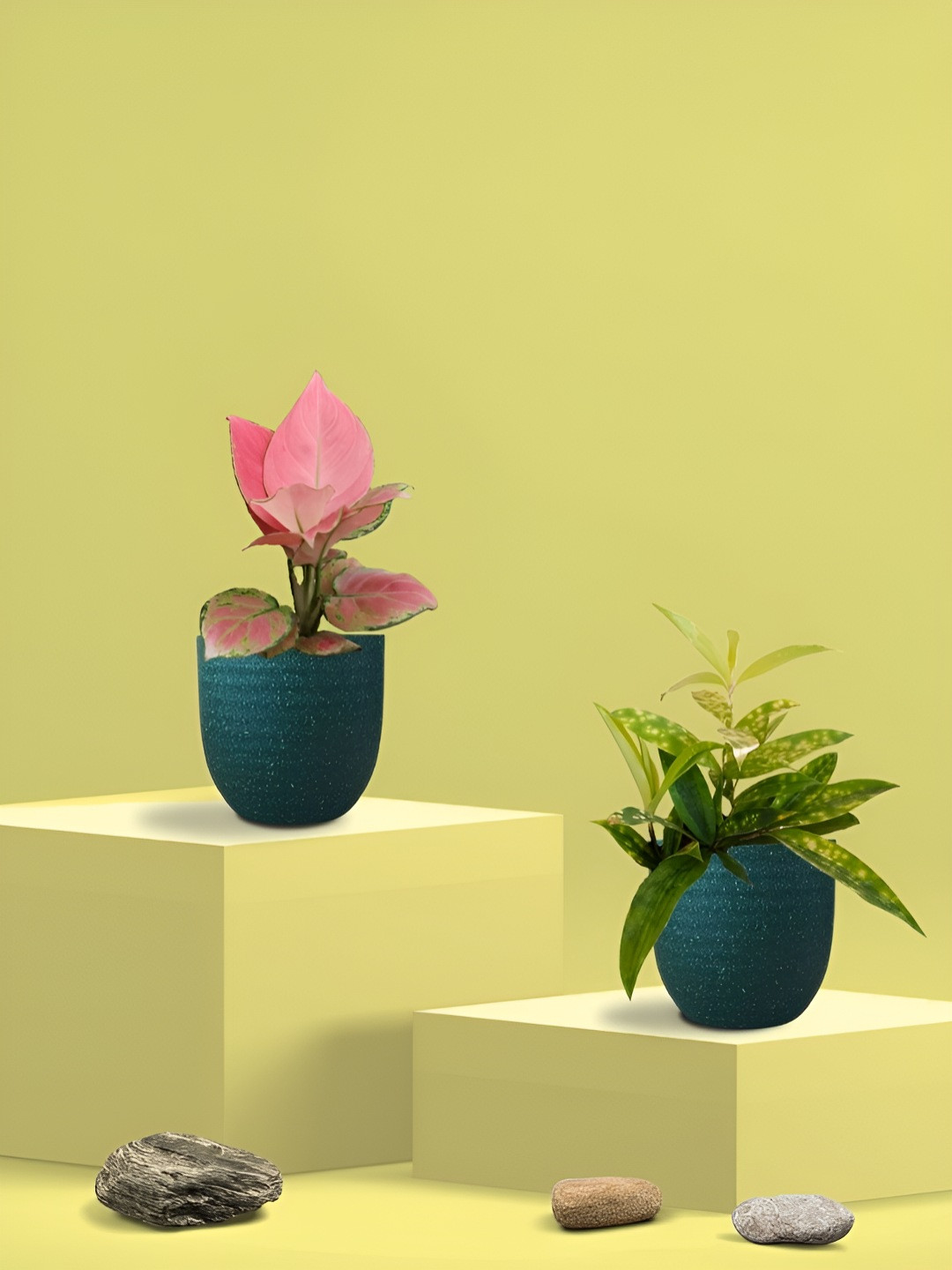 Greenkin 2Pcs Indoor Air Purifying Bamboo Live Plant With Eco Pot - 22 cm