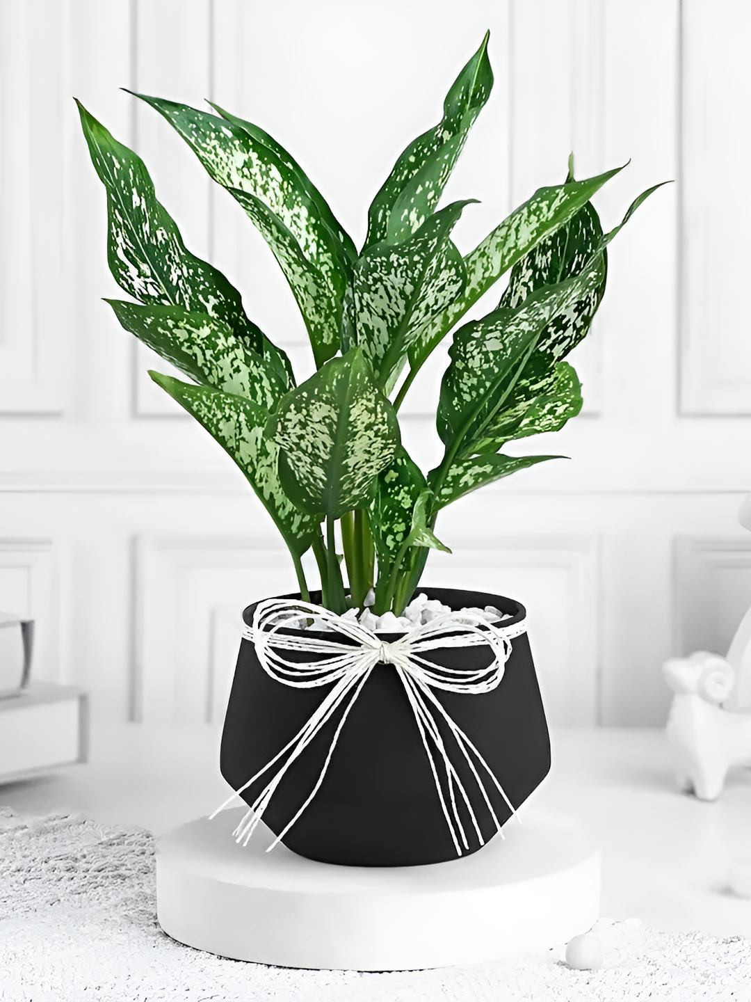 fnp Indoor Aglaonema plant with Pot- 10-12 inches