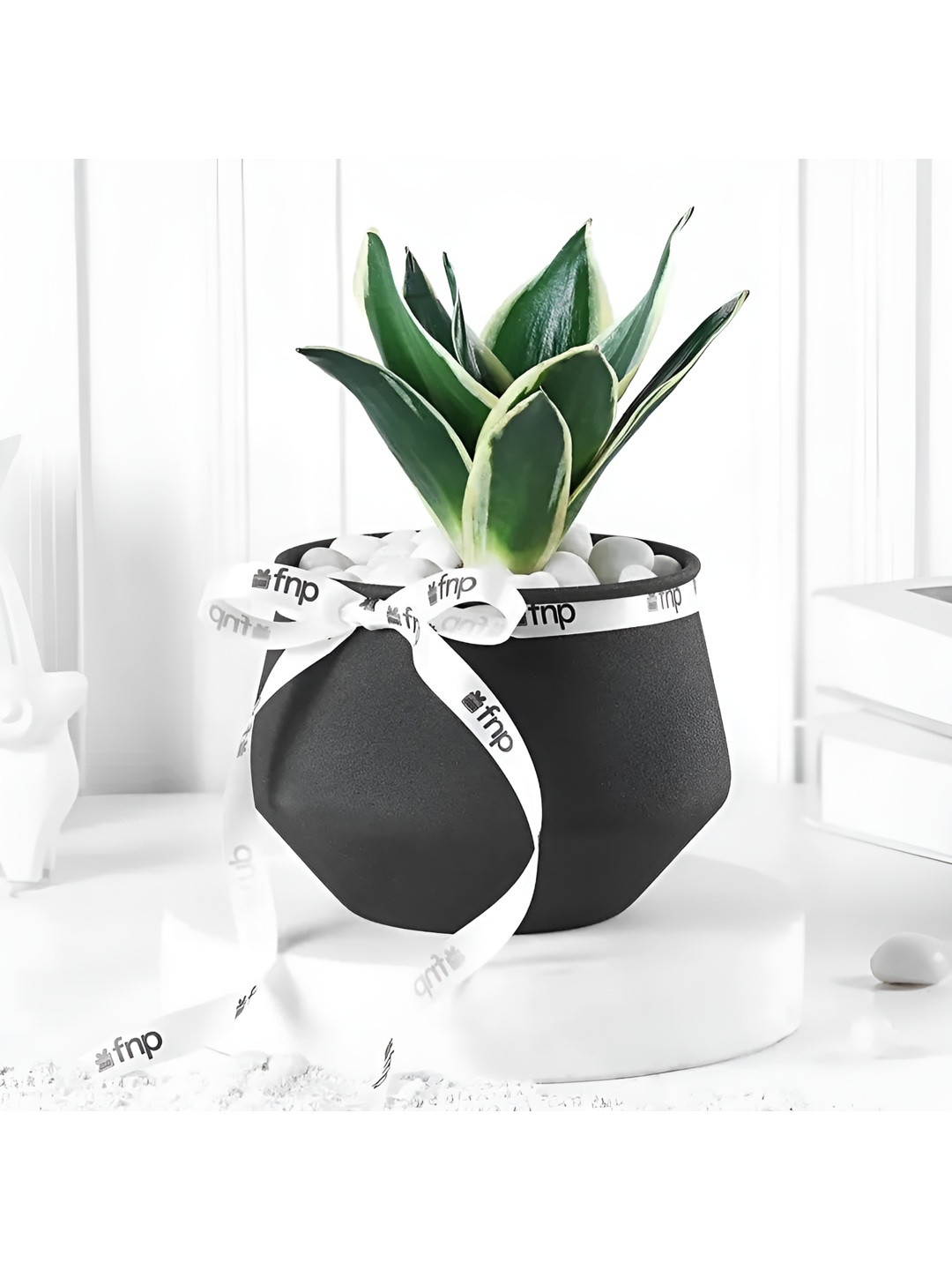 fnp Indoor Sansevieria Plant with Pot- 5-6 inches