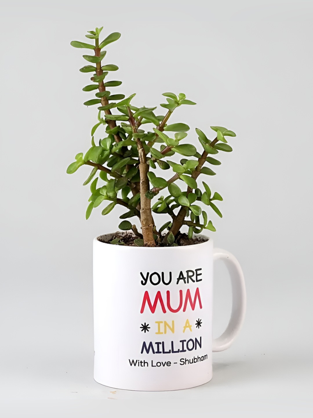 fnp White & Green Jade Plant & Personalised Mug