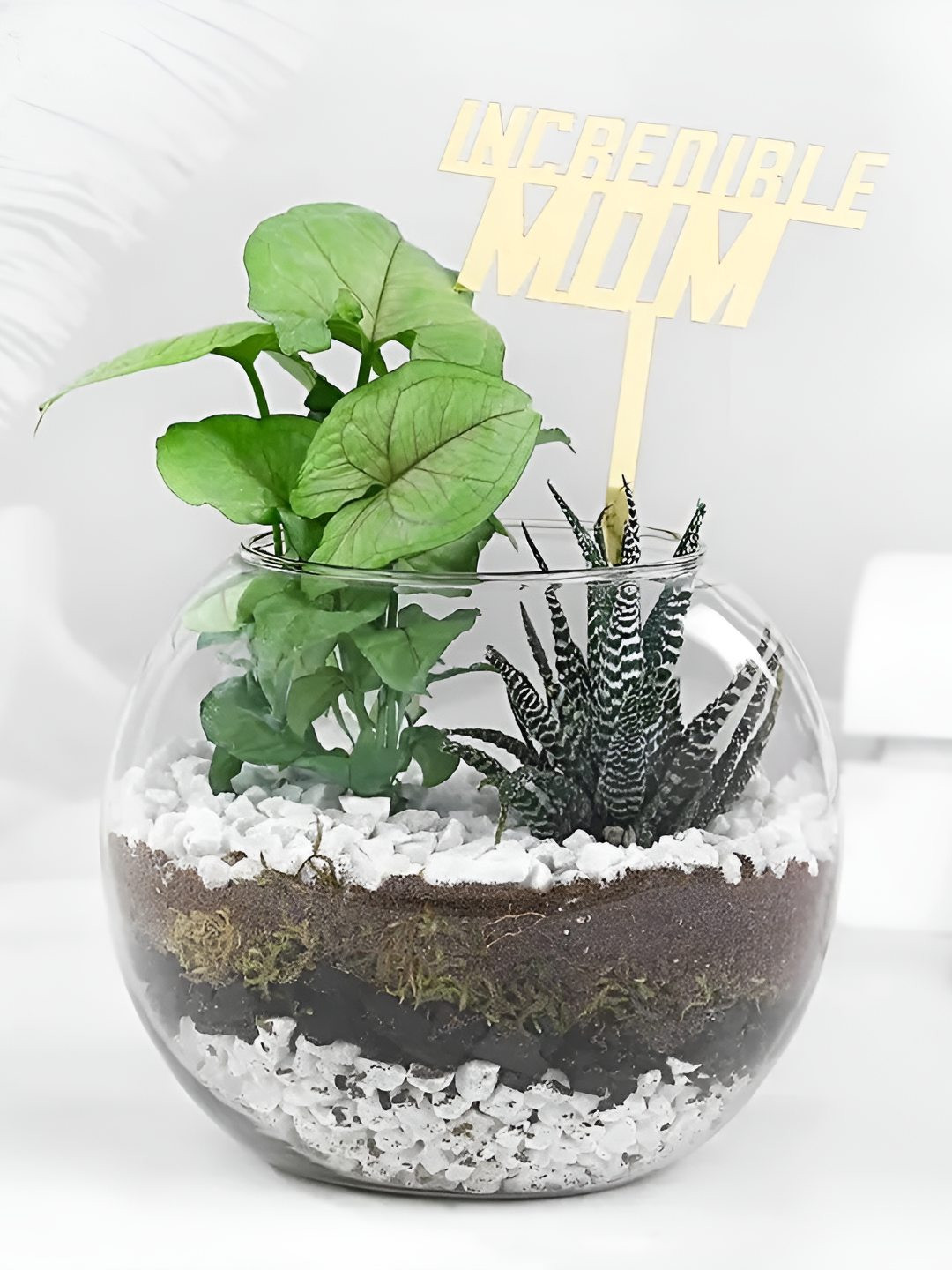 fnp 2-Pcs Indoor Zebra Haworthia & syngonium Plants With Tranquil Greenery Duo