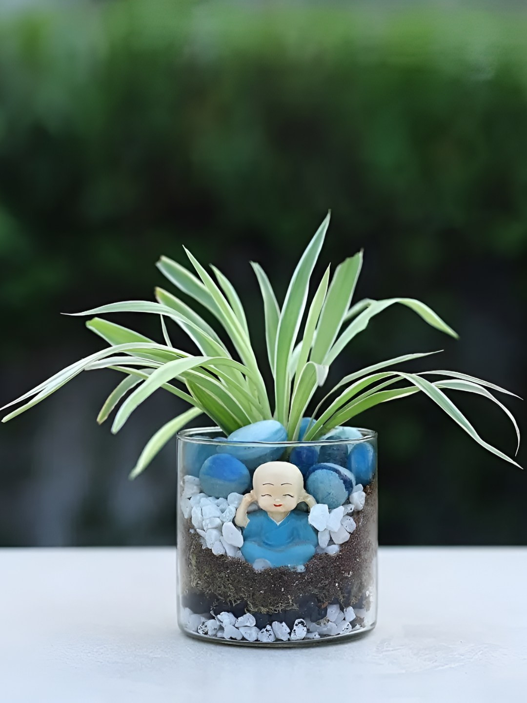 fnp Green Spider Plant With Cylindrical Vase Terrarium