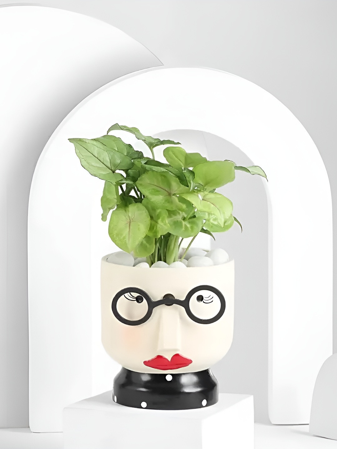 fnp Set Of 2 Green & White Syngonium & Money Plants With Pots