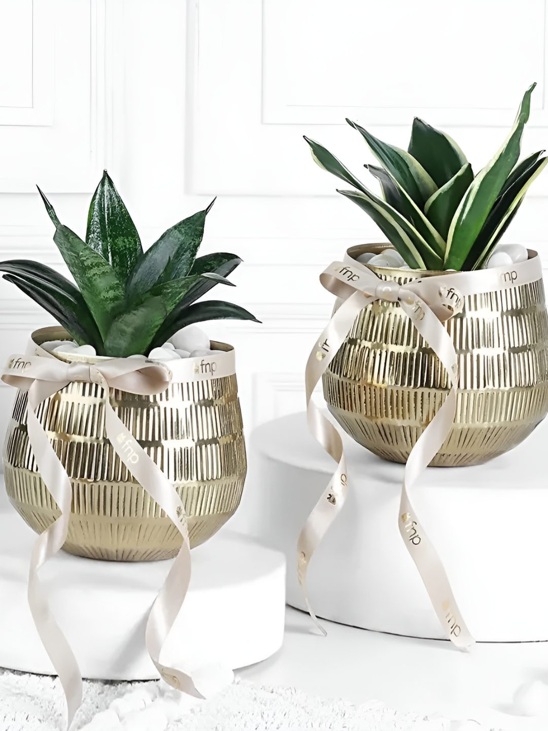 fnp 2-Pcs Indoor Sansevieria  & Milt Sanseveiria Plants With Pots - 5 Inch