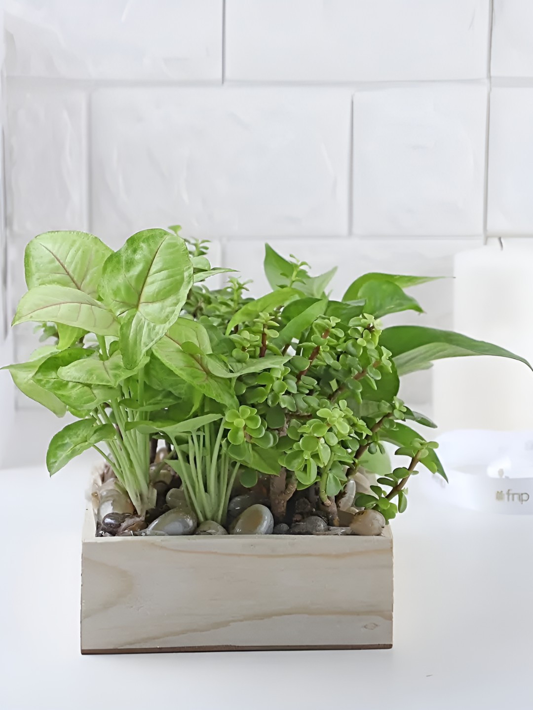 fnp Indoor Jade and Money Plant with Pot- 5-7 inches