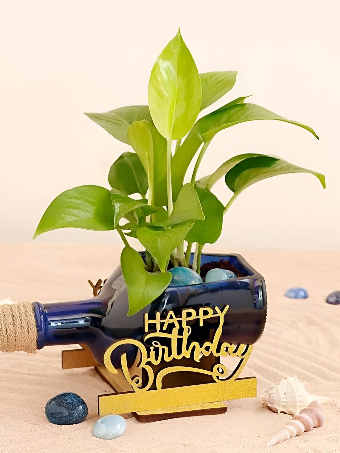 fnp Indoor Money Plant with Antiquity Bottle- 5 inches