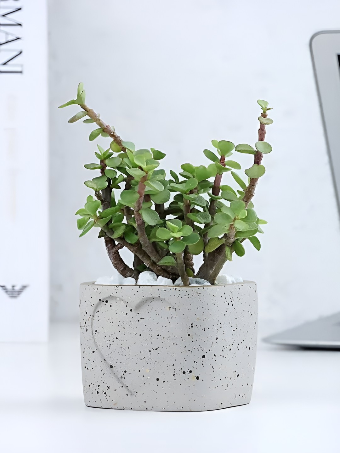 fnp Indoor Jade Plant With Love Pot - 5 Inch