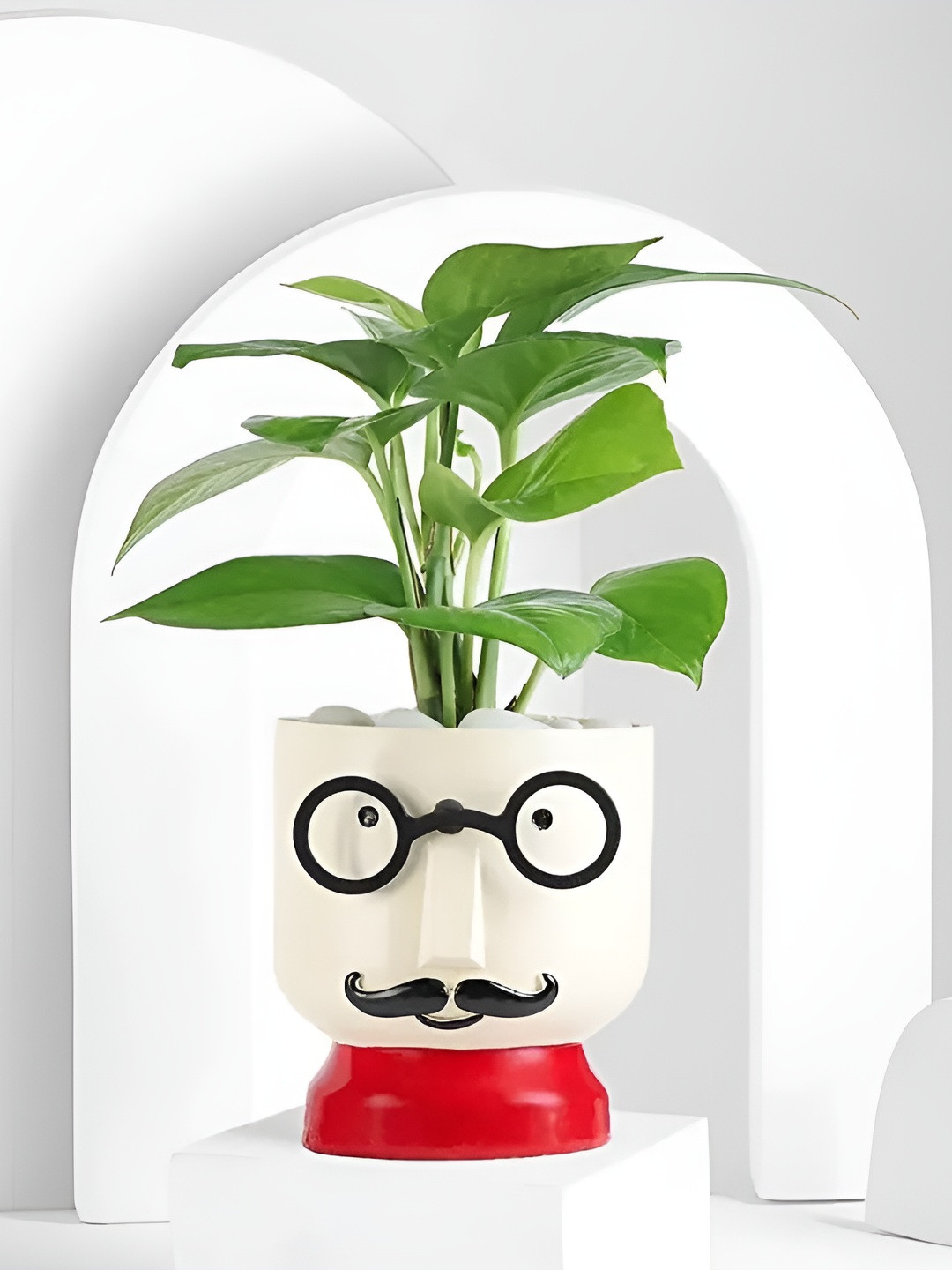 fnp 2-Pcs Indoor Sansevieria & Singonium Plants With Blossoms & Forever Love Set - 5 Inch