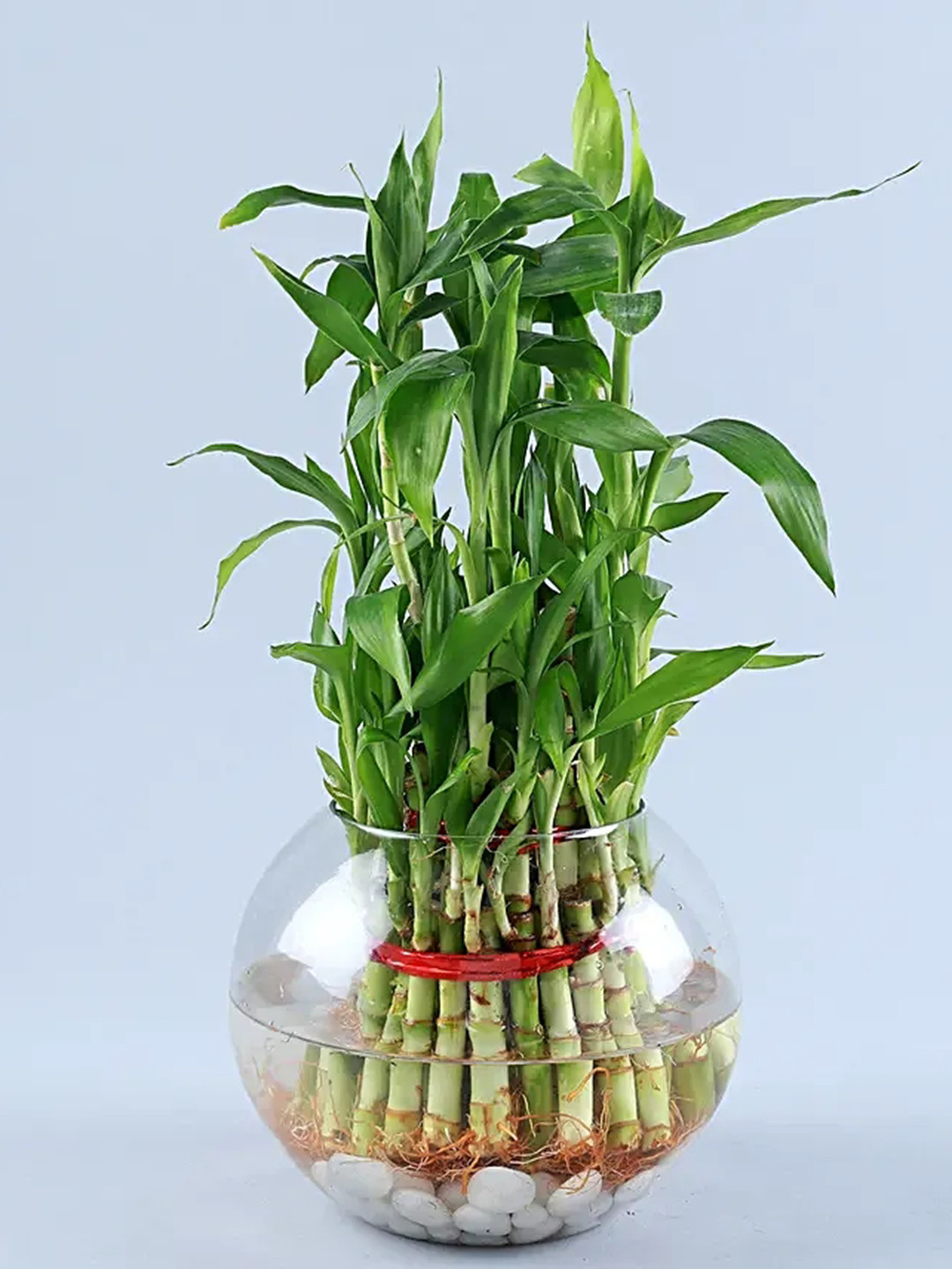 fnp Indoor Bamboo Plant With Pot- 9 inches