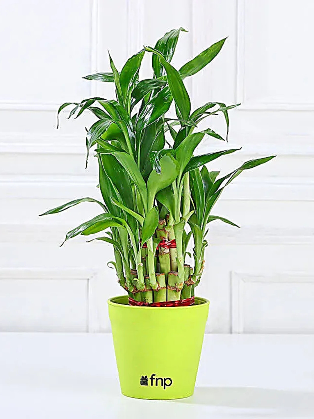 fnp 5-Pc Indoor Jade 2-Layer Bamboo Dragon Snake Syngonium & Money Plan With Pots - 5 Inch